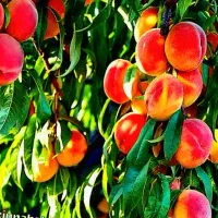 انواع نهال ،زیرقیمت، تحویل در محل