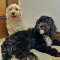 سگ شیتزو تریر و شیتزو کراس|سگ|یزد, |دیوار