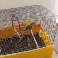 طوطی برزیلی|پرنده|نجف‌آباد, امیرآباد|دیوار