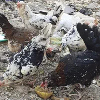 تخم مرغ نطفه دار گلین لری گلچین|حیوانات مزرعه|شاهین‌شهر, بنیاد ازدواج|دیوار