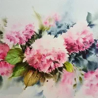 گل سرخابی