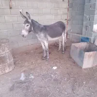 الاغ فروشی برای بار