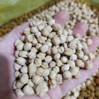 نخود درجه یک