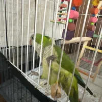 طوطی راهب. بسیار زیبا