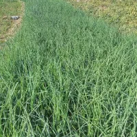 ترپیاز خیراباد