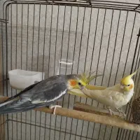 عروس هلندی نرو ماده جفت