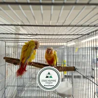انواع جفت های  جوانه گرینچیک.سانچیک.مونچیک