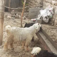 بیگ ا خ و م