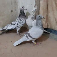 کفتر جوجه کشی|پرنده|تایباد, |دیوار