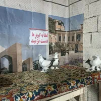 کبوتر الوان