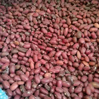 لوبیا قرمز درجه یک