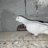 کفتر ماده|پرنده|کرمان, |دیوار