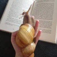 حلزون آلبینو