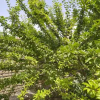 فروش باغ شاهنامه هفتاد و شش روستا جوادیه|فروش زمین و ملک کلنگی|مشهد, کوشک مهدی|دیوار