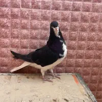 کبوتر شهری|پرنده|شیراز, شهرک والفجر|دیوار