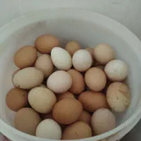 تخم مرغ محلی