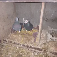 کبوتر همه مدل