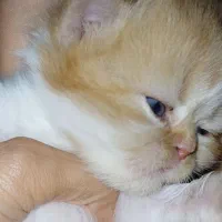 گربه پرشین|گربه|گرگان, |دیوار