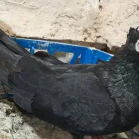 کبوتر صرب اصل