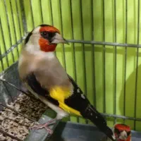 سهره|پرنده|پاکدشت, پاکدشت (مامازند)|دیوار