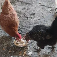 مرغ تخم گذار|حیوانات مزرعه|مشکین‌دشت, |دیوار