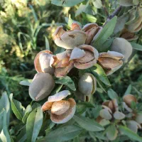 9 نهال بادام فرانیس خوشه ای