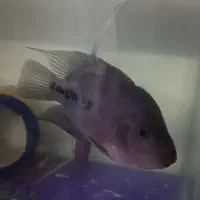 ماهی فلاور بزرگ