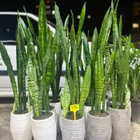 گل سانسوریا گل آپارتمانی