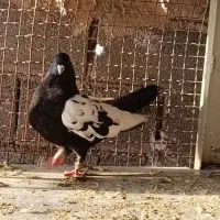 کفتر سینه سیاه ذات قدیم