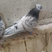 کبوتر رنگی|پرنده|شاهین‌شهر, شهرک میلاد|دیوار