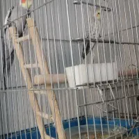 عروس هلندی