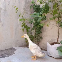 اردک|حیوانات مزرعه|سقز, |دیوار