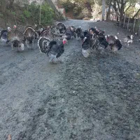 بوقلمون ارگانیک|حیوانات مزرعه|آستارا, |دیوار