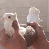 کبوتر زینتی|پرنده|شوش, |دیوار