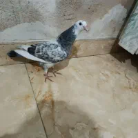 کبوتر|پرنده|چالوس, |دیوار