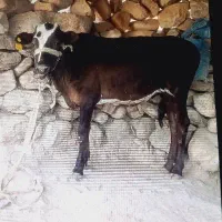 گوساله ماده
