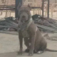 سگ پیت بول ماده با ۷ توله