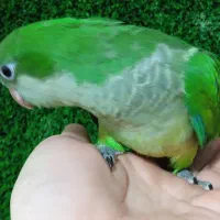 راهب دونخور|پرنده|کهریزک, |دیوار