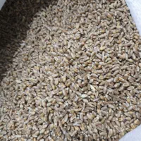 گندم و جو بذری|خدمات باغبانی و درختکاری|خزل, |دیوار