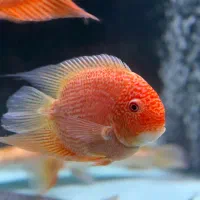 سوروم رد اسپاتت درشت