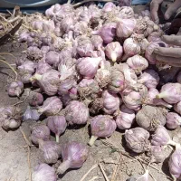 سیرمحلی تازه