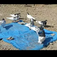 کفتر دسته ۸ تای یال گلدار دونه ۳۸۰