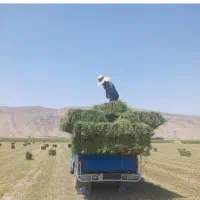 فروش یونجه و کاه سفید|لوازم جانبی حیوانات|شیراز, حومه شیراز|دیوار