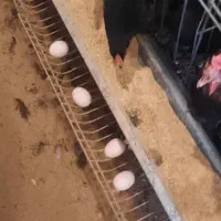 تخم مرغ بومی|خوردنی و آشامیدنی|کاشان, فاز ۲ ناجی آباد|دیوار