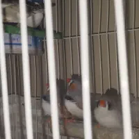 فنچ|پرنده|مشهد, انقلاب|دیوار