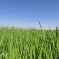 فروش خرده برنج کامفیروزی