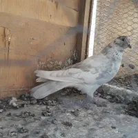 کبوترهای پرشی و ساعتی|پرنده|هشتگرد, ایقربلاغ|دیوار