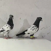 سینه سیاه|پرنده|تهران, افسریه جنوبی|دیوار