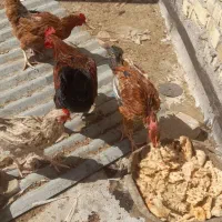 فروش جوجه مرغ و خروس رسمی|حیوانات مزرعه|قم, جمکران|دیوار