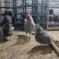 تخم مرغ آمراک نطفه دار